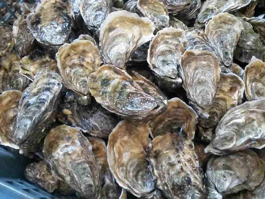 Achat d'huîtres dans le Golfe du Morbihan